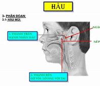 Hạnh Nhân Vòi Nằm Ở Đầu